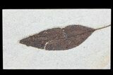 Fossil Leaf (Allophylus) - Green River Formation #79542-1